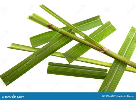 Lemongrass Leaves On White Background Stock Image Image Of Green