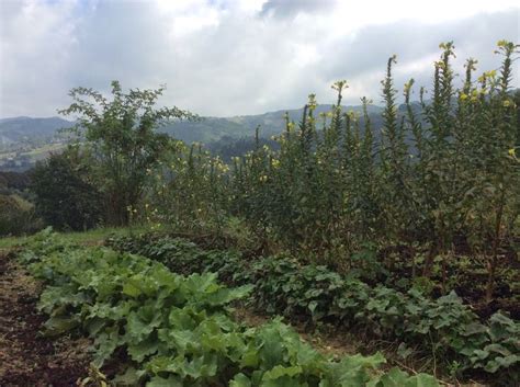 Visita Al Giardino Delle Erbe Di Casola Valsenio RA Con Settimana