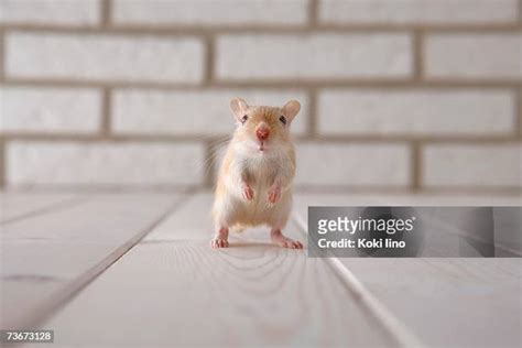 129 Gerbil Colors Stock Photos, High-Res Pictures, and Images - Getty ...