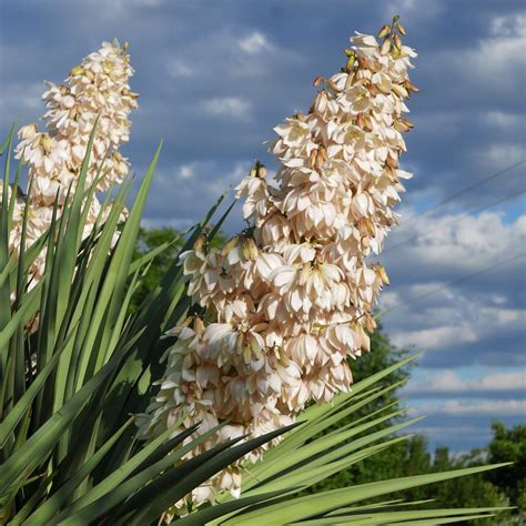 Yucca Schottii Yuccashop