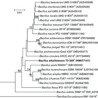 Maximum Likelihood Phylogenetic Tree Based On 16S RRNA Gene Sequences