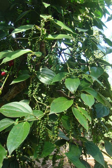 Share Your Experience Of Fertilizing Pepper Plants Chu Se Pepper