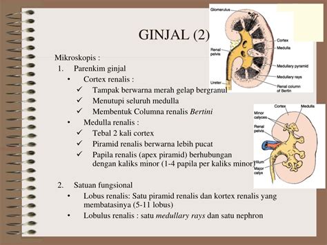 Ppt Histologi Ginjal Powerpoint Presentation Free Download Id 2324803