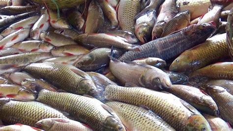 Amazing Big Fish Market In Bangladesh Roadside Live Fish Market Big