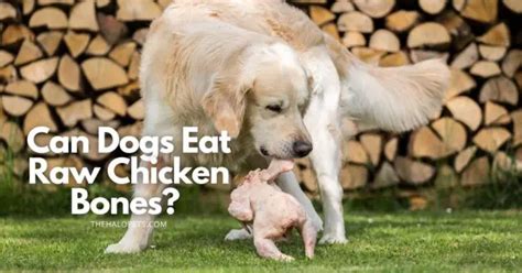 Can Dogs Eat Raw Chicken Bones Best Chicken Bone Parts To Feed