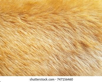 Camel Skin Texture Beige Color Closeup Stock Photo 1507075391 | Shutterstock