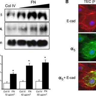 Induction Of Integrin Expression In Tecs A Immunoblot Of Integrin