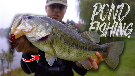 Pond Hopping For Fall Giants Big Bass Caught Bass Manager The