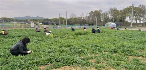 의왕시 생활개선회 유채 밭 일손돕기 및 체험활동 실시 경인매일 세력에 타협하지 않는 신문