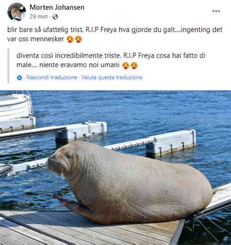 Il Tricheco Freya Stato Abbattuto Unaltra Vittima In Nome Della