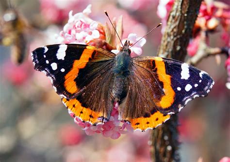 Natureza Inseto Borboleta Vanessa Foto Gratuita No Pixabay Pixabay