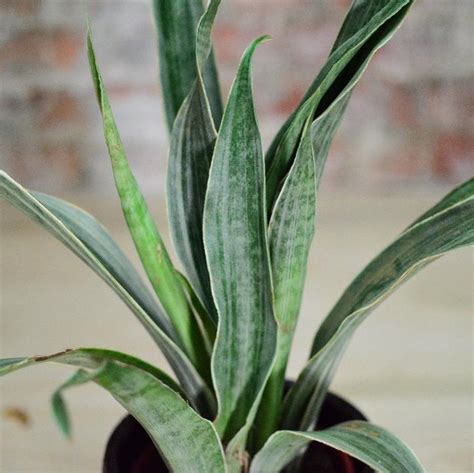 Sansevieria Aubrytiana Metallica Siam Silver Variegated Snake Plant