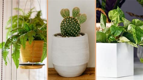 Plantas Perfectas Para Decorar La Cocina Y Mantenerla Fresca Ser Zen