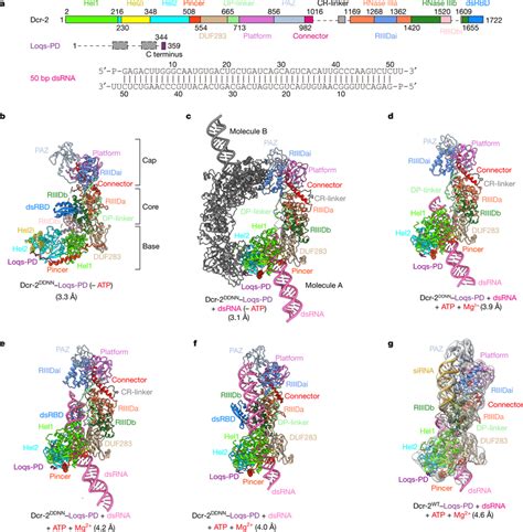 Cryo Em Structures Of Dcr Loqs Pd In Different Dsrna Binding