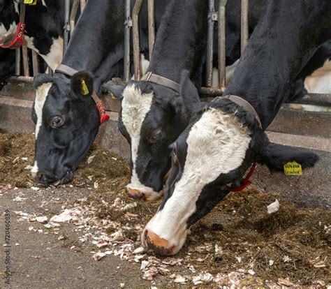 Cows In Stable Eating Roughage And Fodder Beets At Feeding Gate On A