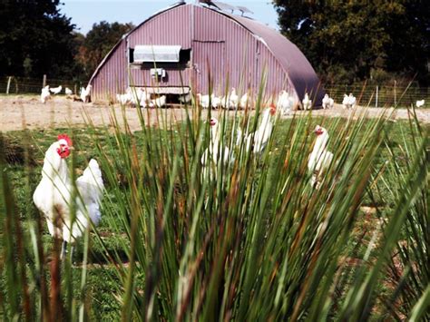 Tout Savoir Sur Le Poulet De Bresse Office De Tourisme Bourg En