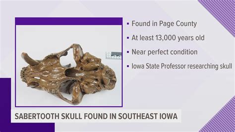 Sabertooth Cat Skull Found In Southeastern Iowa Newscentermaine