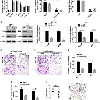 Capn Overexpression Is Correlated With Zeb Expression In Human