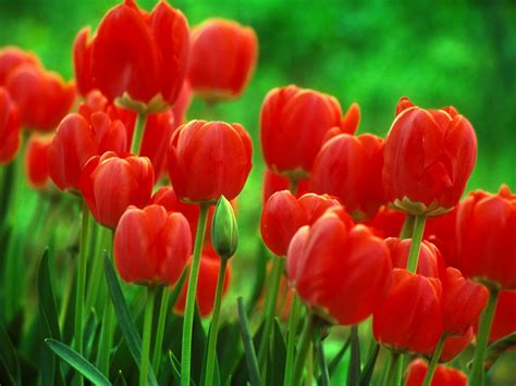 Red Tulips Flowers Wallpaper 1600x1200 31575