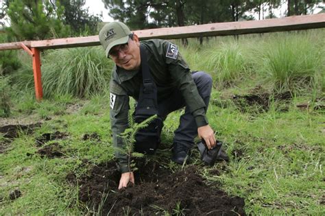 Tlalpan Arranca Jornada De Reforestaci N Reporte Coyoac N