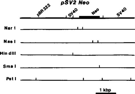 Figure 2 From Homologous Recombination Between Plasmids In Mammalian