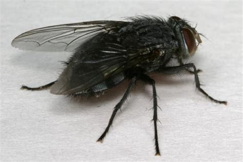 How To Keep Black Flies Away The Tick And Mosquito Project