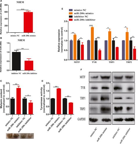 Effects Of MiR200c On Melanocyte Pigmentation A And B Melanocytes