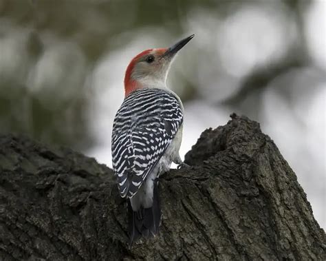 Red-Bellied Woodpecker - Facts, Diet, Habitat & Pictures on Animalia.bio