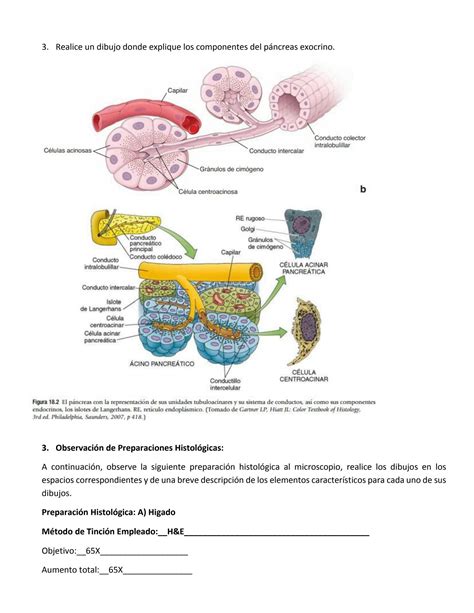 SOLUTION Sistema Digestivo Iii Glandulas Digestivas Histolog A Studypool