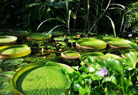 Trfihi Parks | Parks | Oxford Botanic Garden