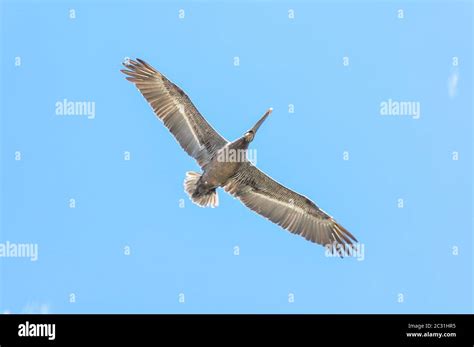 Native Bird Aruba Hi Res Stock Photography And Images Alamy
