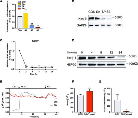 Sodium Butyrate Inhibits The Expression Of Kcnj11 And Increases Ca 2