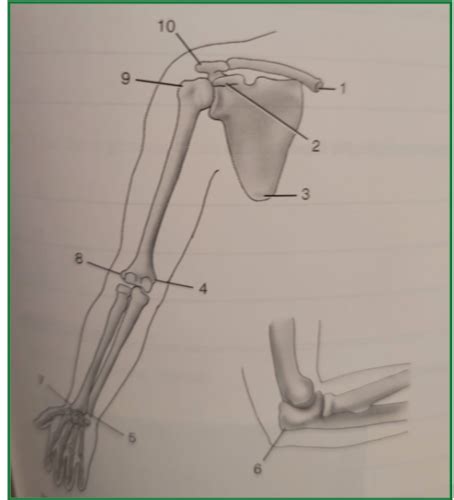 Upper Limb Flashcards Quizlet