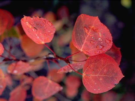 Red Aspen Leaves - Rocky Mountain National Park (U.S. National Park ...