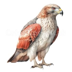 Red-tailed Hawk Clipart, Red-tailed Hawk Set of 8 Printable Art PNG ...