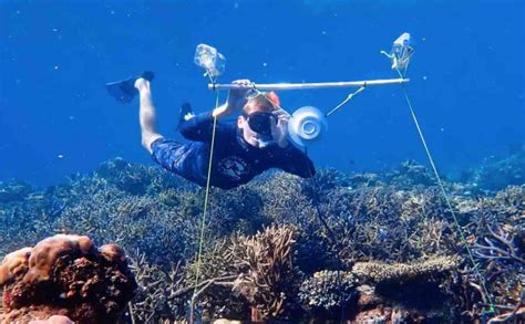 Scientists Are Using Speakers To Revive Damaged Coral Reefs By Luring