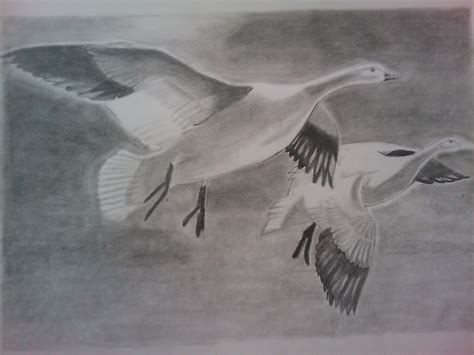 Bird Pencil Shading