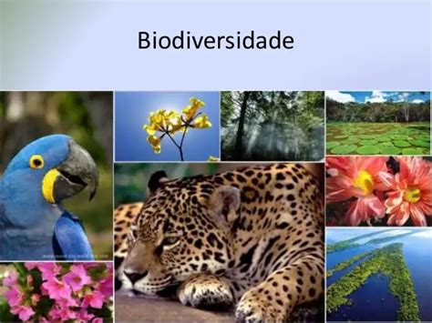 Biosfera Biodiversidade E Como O Homem Se Encaixa Mundo Ecologia