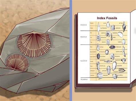 Dating Fossils Methods – Telegraph