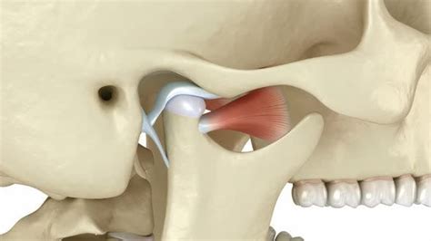 Tmj The Temporomandibular Joints Healthy Occlusion Anatomy Stock