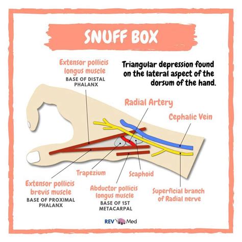 Anatomical Snuff box! - REV Med Anatomy - MEDizzy