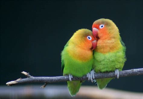 Love Birds Wallpapers - Wallpaper Cave