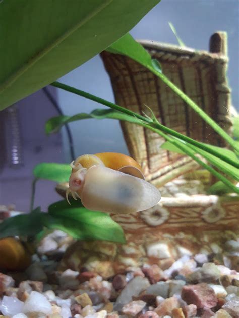 I used to let my snails eat algae that grows on the glass, but now that ...