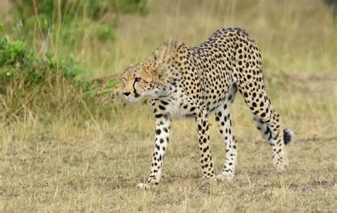 The Masai Mara Wildlife Safari - Cisticola Tours LTD