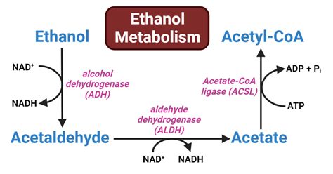 Ethanol Metabolism: Enzymes, Steps, Reactions