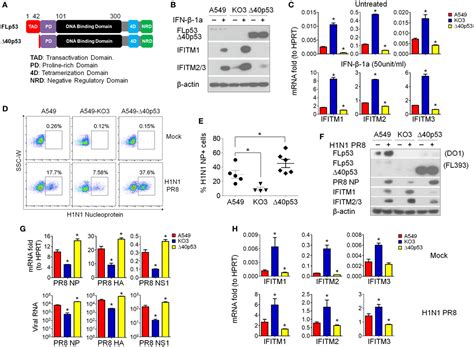 Frontiers Influenza A Virus Facilitates Its Infectivity By Activating