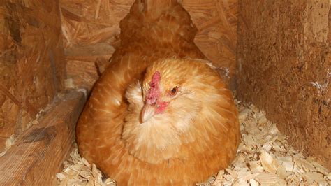 Buff Orpington X Easter Egger Backyard Chickens Learn How To Raise