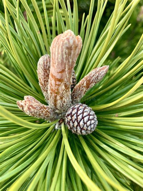 Baby Pine Cone On A Tree Stock Photo Image Of Needles 129126526