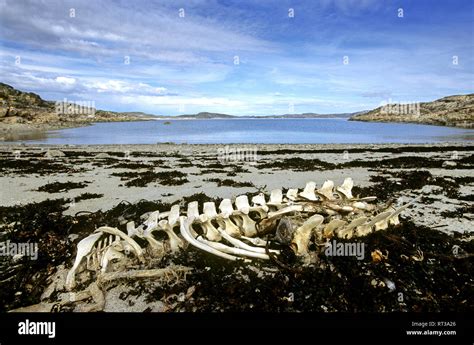 A Beluga Whale skeleton on a beach captured and eaten by inuit, Nunavut ...