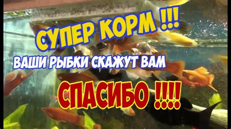 СУПЕР ПОЛЕЗНЫЙ ВИТАМИННЫЙ КОРМ ДЛЯ АКВАРИУМНЫХ РЫБОК ГОТОВИМ САМИ ...